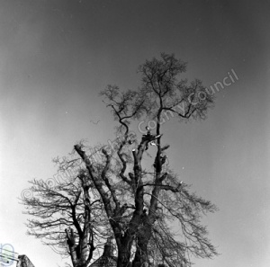 Lopping Old Elms, Follifoot, 1964